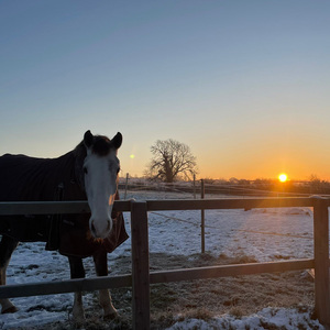 Park Farm Stables