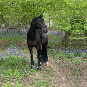 Park Farm Stables