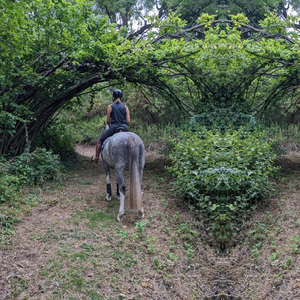Park Farm Stables