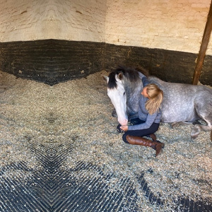Park Farm Stables