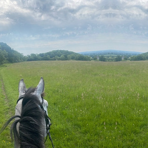 Park Farm Stables