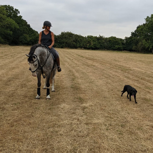 Park Farm Stables