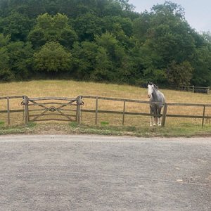 Park Farm Stables