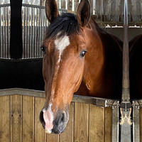 Park Farm Stables