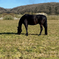 Park Farm Stables